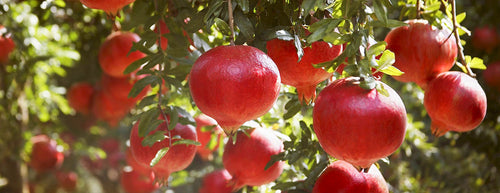 Pomegranates growing naturally 