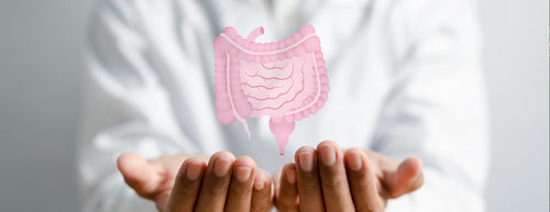 Probiotics: All You Need To Know. Person holding the digestive system