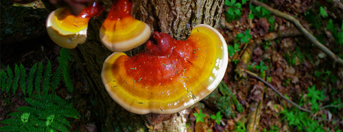 Reishi Mushroom: A Natural Approach to Stress and Sleep