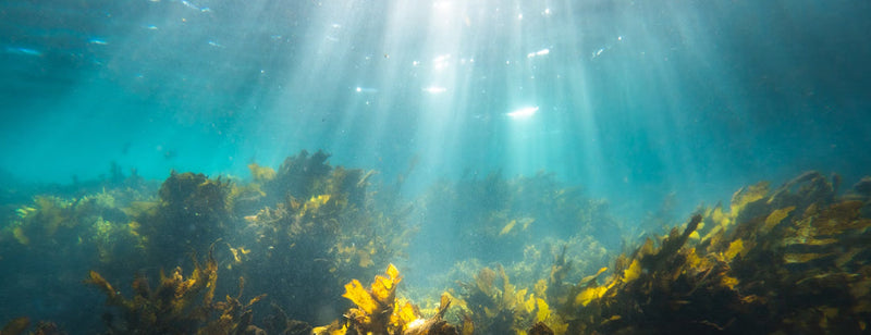 ocean with sea moss and sea weed