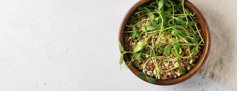 soaking and spouting seeds