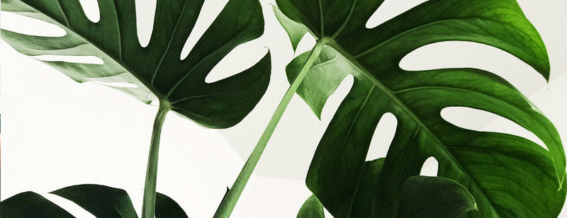 What’s The Best Diet To Follow While Taking GLP-1 Agonists?