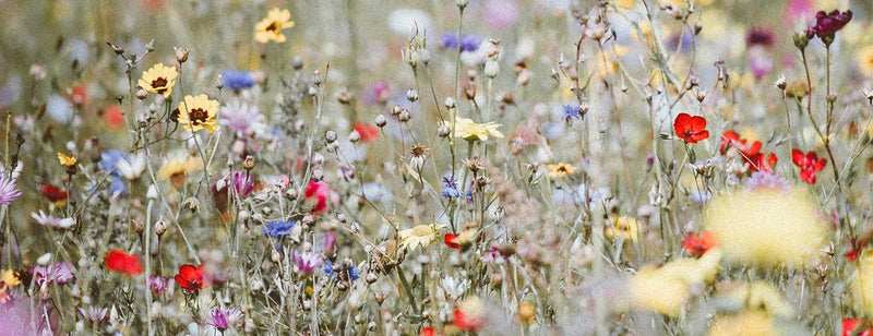 field full of wildflowers with wonderful healing properties