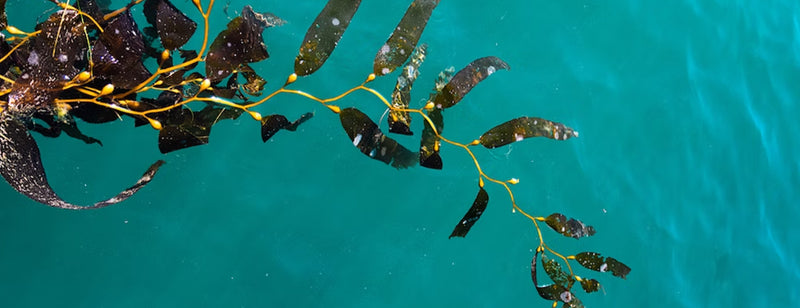 The Power of Marine Algae, seaweed in clear blue water 