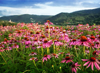 field of pink echinacea flowers