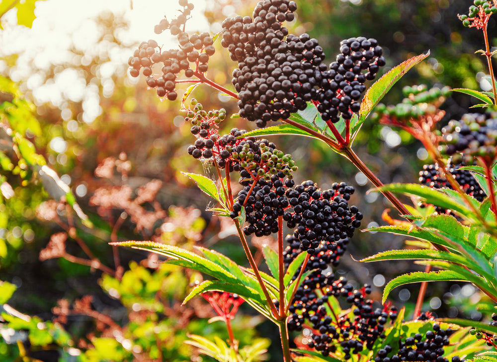 elderberry bush with berries