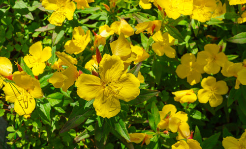 evening primrose flowers blooming in a field