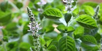 Holy Basil plant and flower