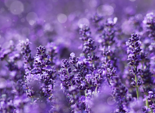 close up of a field of lavender flowers