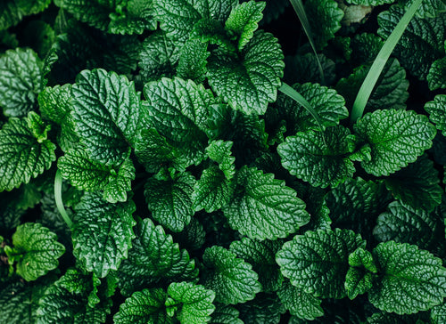 green mint leaves