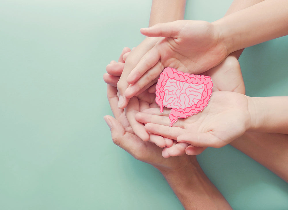 Hands holding an illustration of a healthy gut to symbolise probiotics