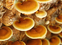 Reishi Mushroom Supplements