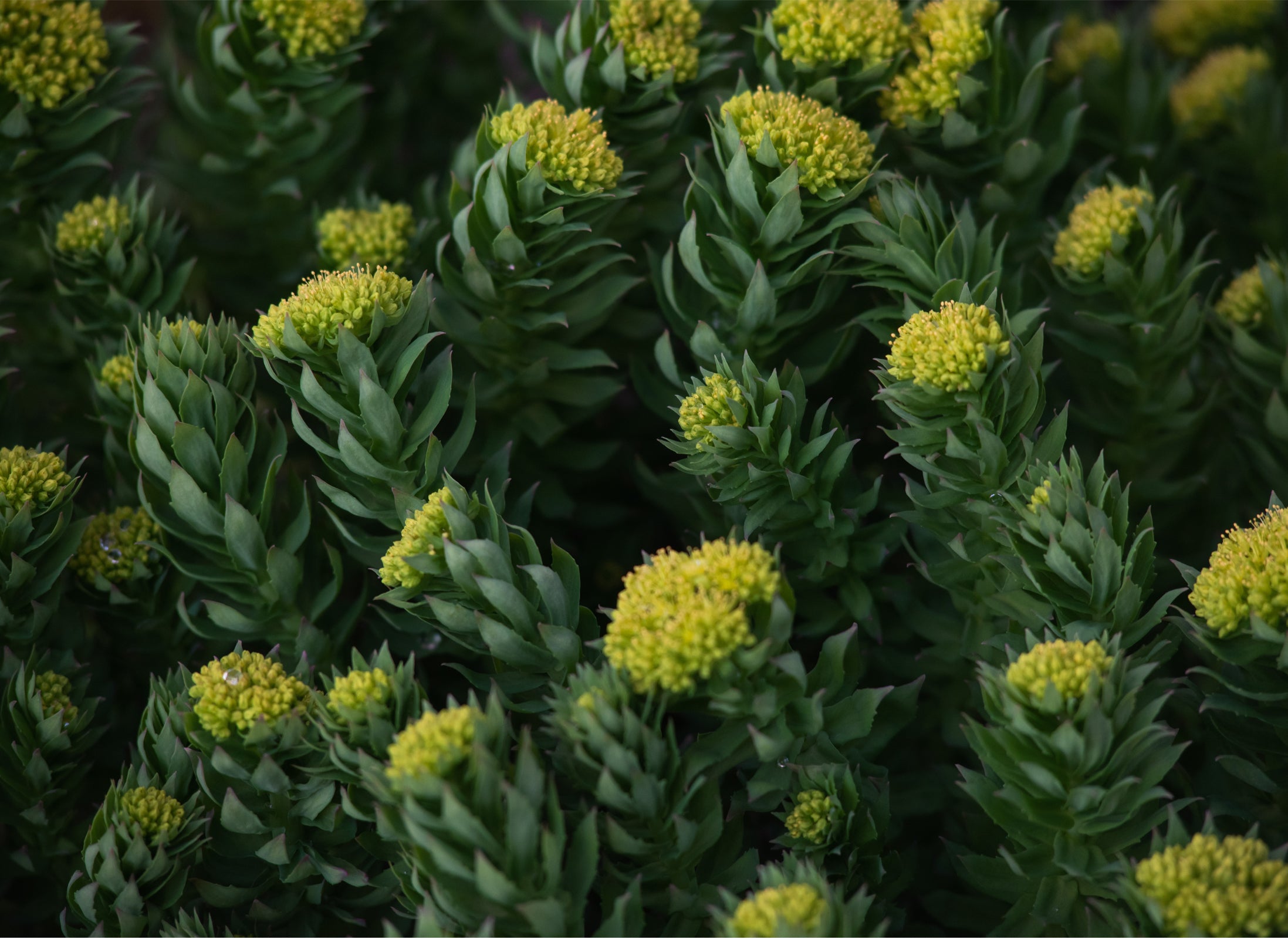 Rhodiola Supplements | Rhodiola Tablets | Evergreen Healthfoods