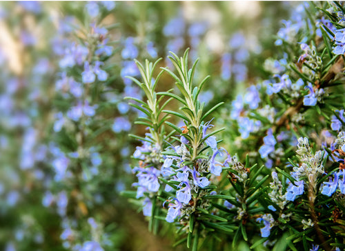 blooming rosemary plant