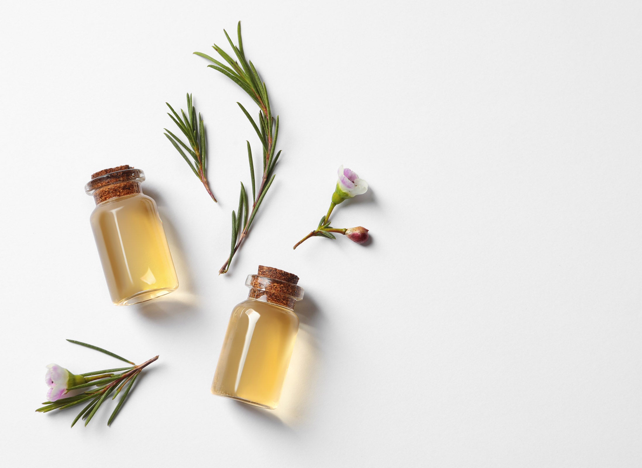 Tea Tree | Evergreen Healthfoods