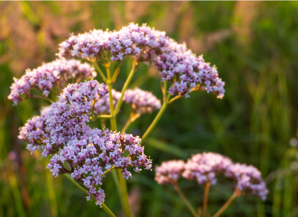 Valerian