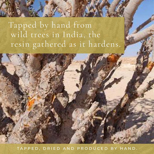 Ayurvediq Boswellia Serrata