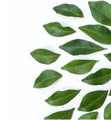 Green leaves arranged on a white background