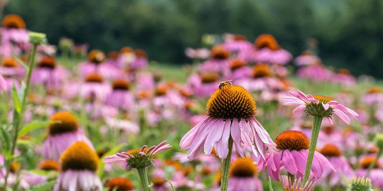 field of echinacea flowers