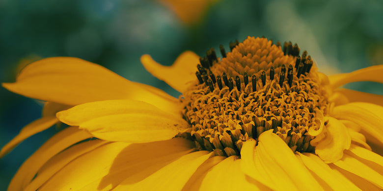 arnica flower