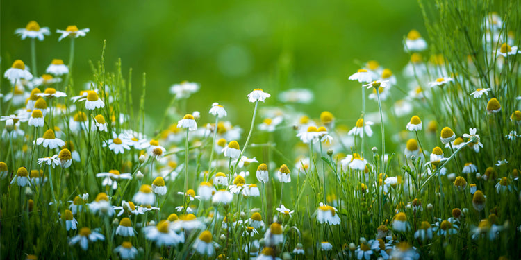 Field of Chamomile flowers