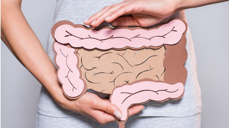 hands holding an image of the digestive tract