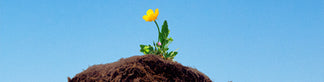 Buttercup growing out of mound of soil