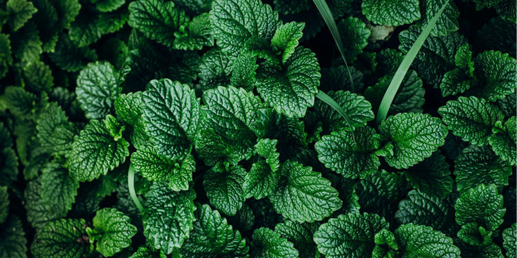 dark green mint leaves