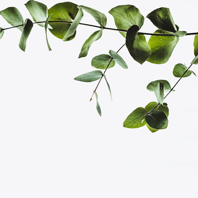Evergreen Essentials