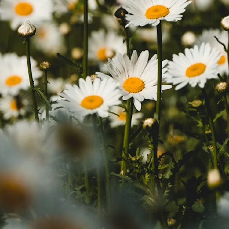 Close-up of white daisies with yellow centers in a field.