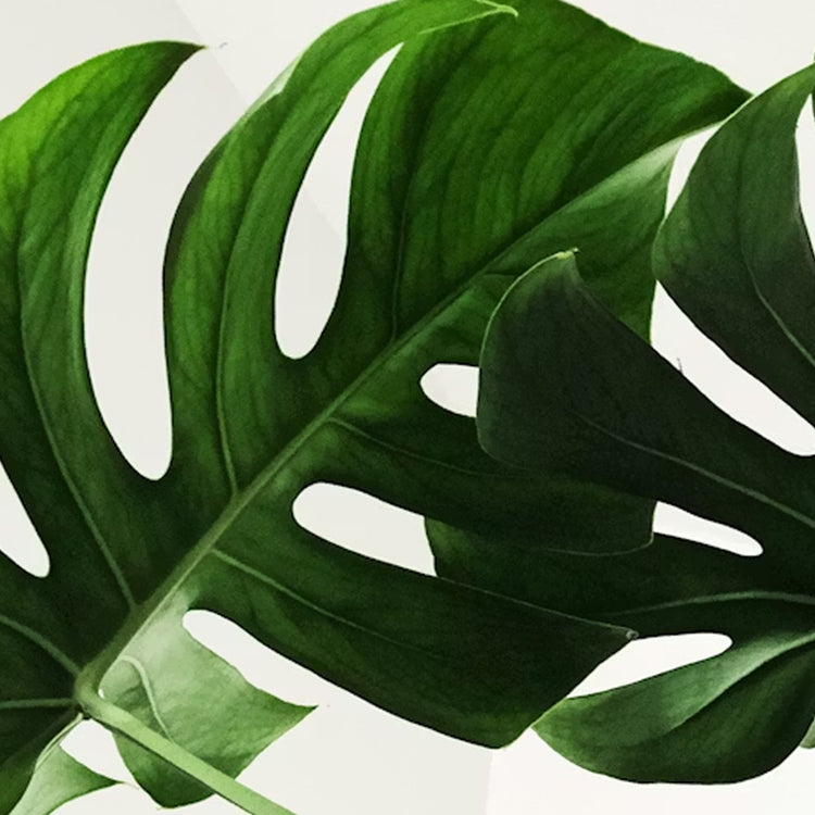 Close-up of a green leaf with a white background