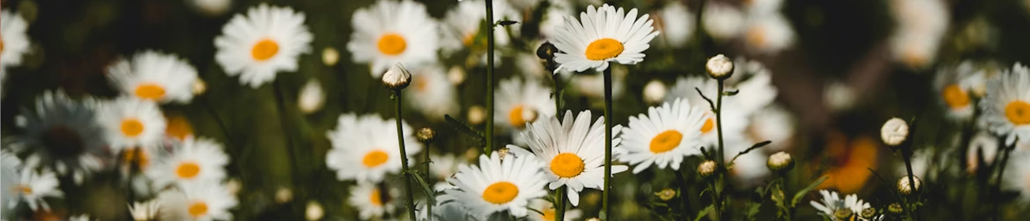 Field of daisies with a blurred background