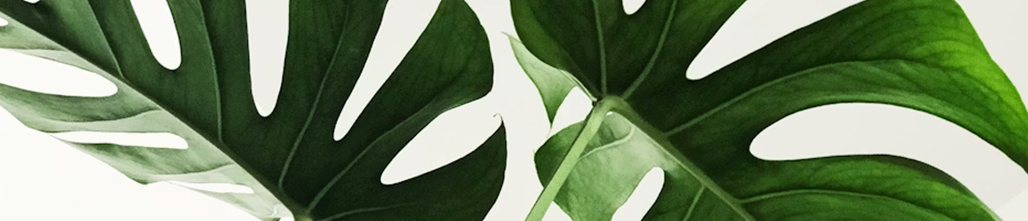 Close-up of green leaves with a white background