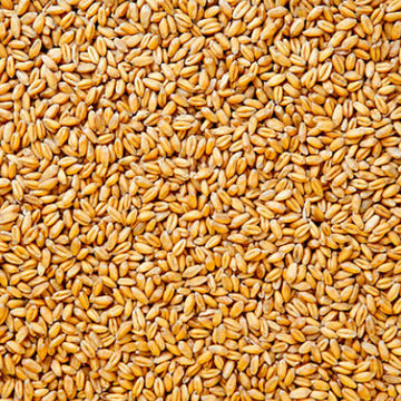 True Natural Goodness Organic Wheatgrass Grain