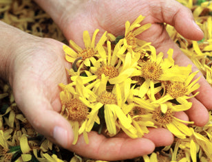 Calendula flowers being held in cupped hands