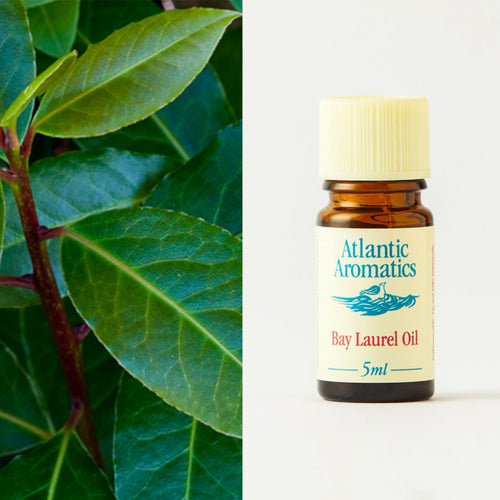 Atlantic Aromatics Bay Laurel